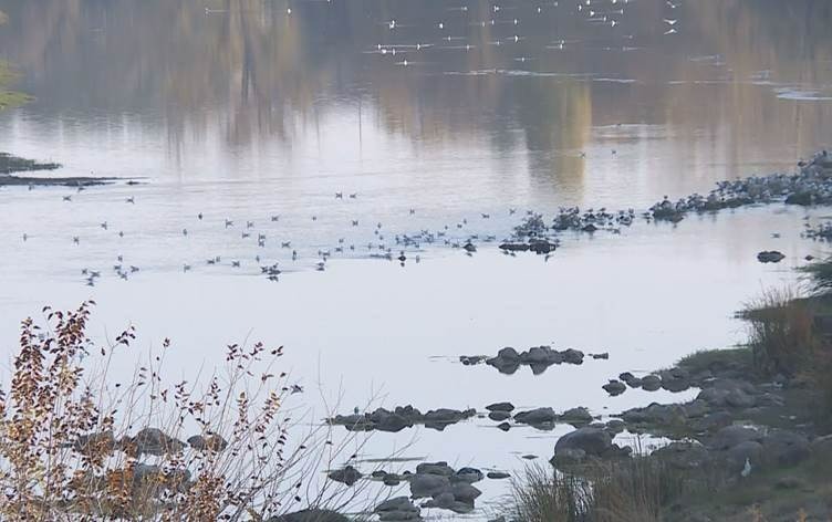 Diyarbakır Büyükşehir Tesisinde Arıza Dicle Nehri’ne Zehir Akıyor!