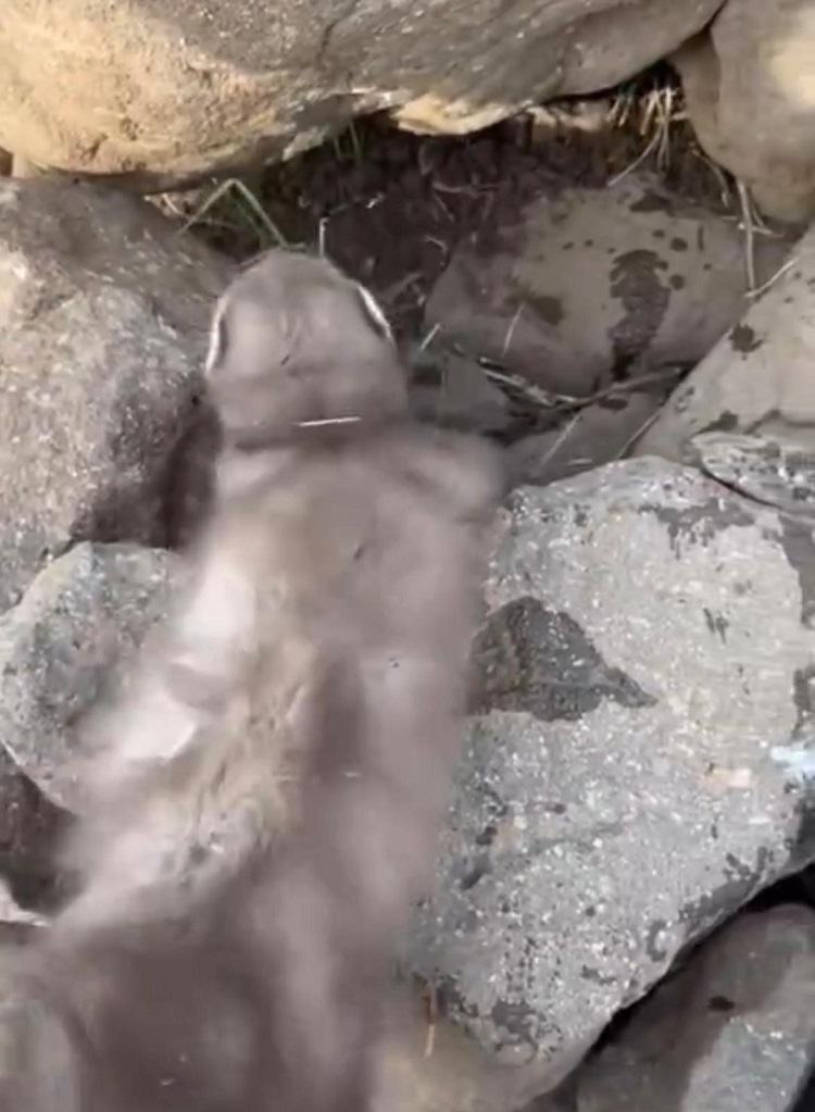 Diyarbakır’da Bitkin Halde Bulundu Dokunanın Elinde Çizik Oluşursa… (1)