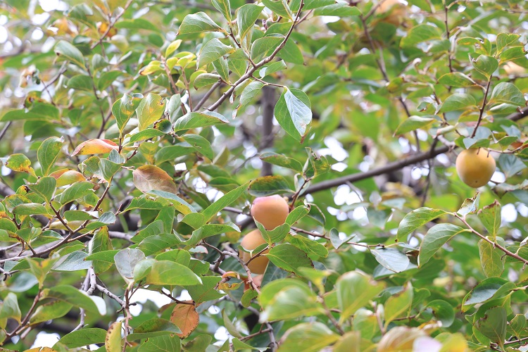 Diyarbakır’daki Bu Köyde Hem Portakal Hem Mandalina Hem Fındık Yetişiyor! (1)