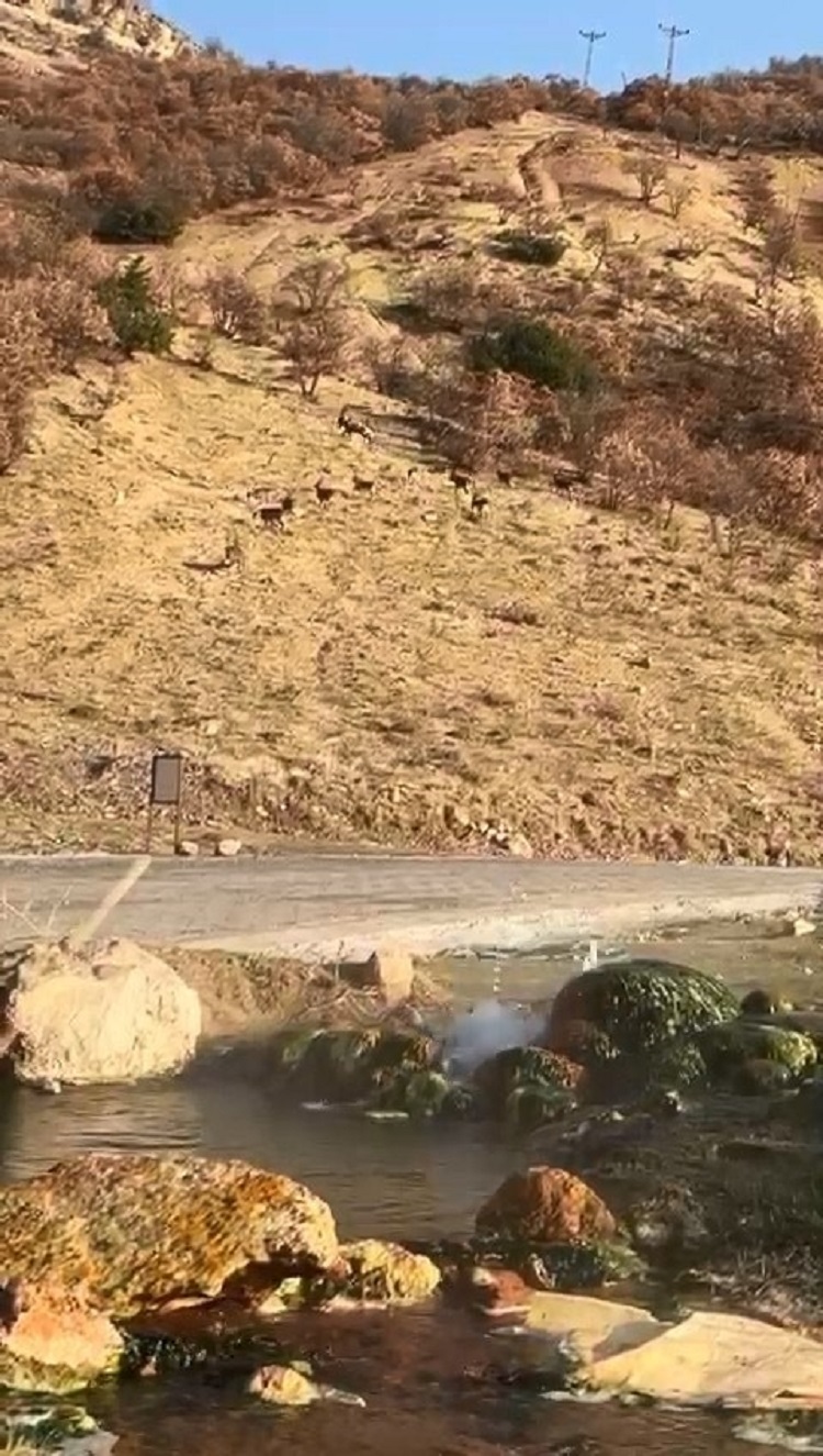 Nesli Tükenme Tehlikesi Altındaydı Elazığ’da Ortaya Çıktı!