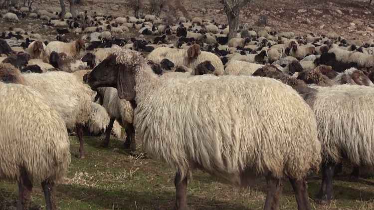 1 Milyon Küçükbaş Yola Koyuldu Merkez Yayladan Ovaya! (2)