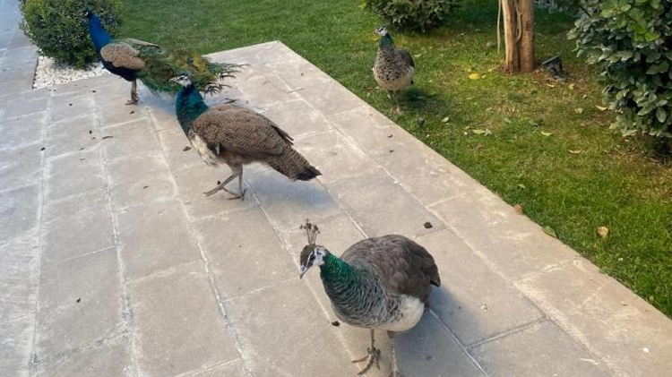 Diyarbakır Kayıp Tavus Kuşunun Peşinde Sur’da Aranıyor!1