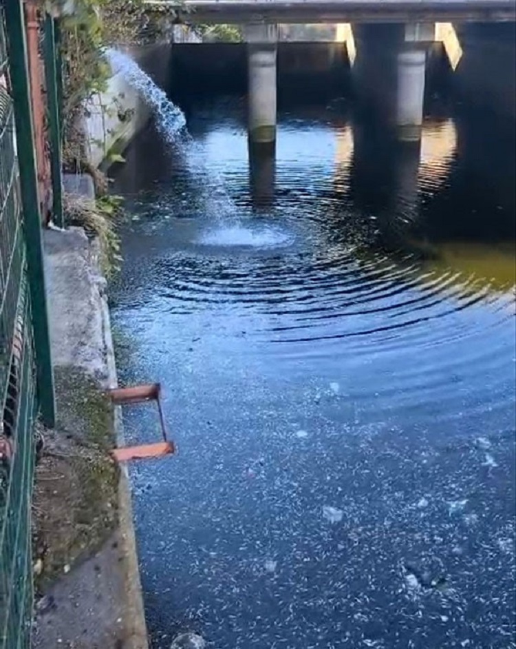 O Baraja Su Verilmedi Balıklar Öldü! (1)