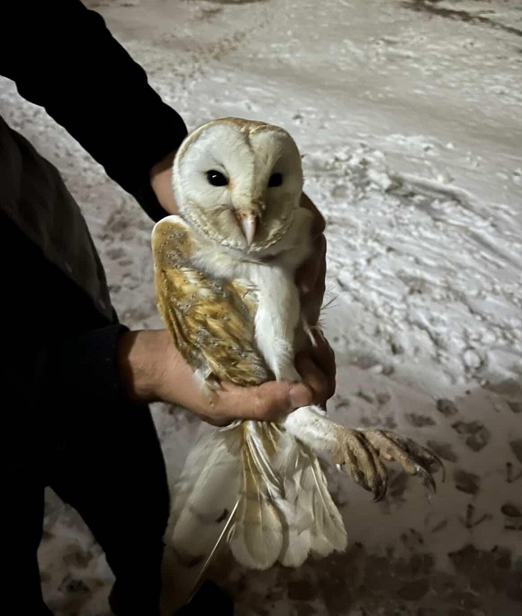 Peçeli Baykuş Çermik