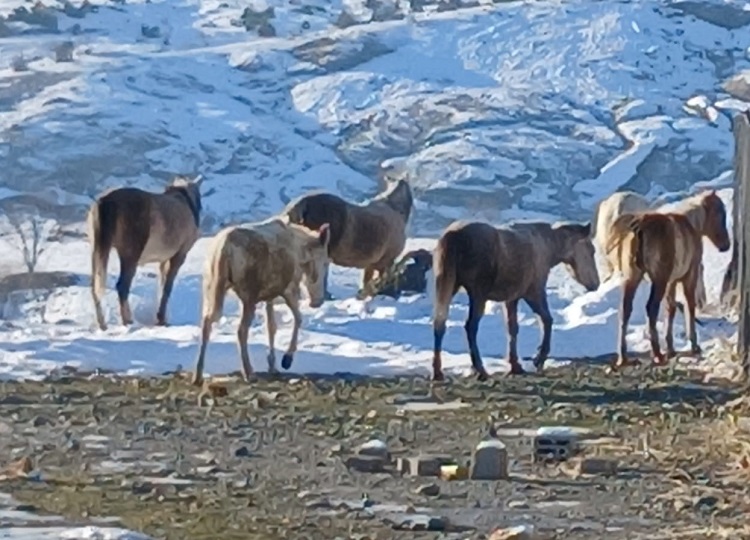 Yaban Atlar Diyarbakır Kar