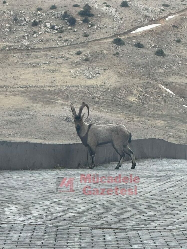 Diyarbakır’da Ortaya Çıktı Kamera Ona, O Kameraya Baktı!-1