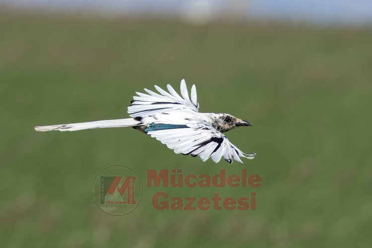 Doğa Şaşırttı Diyarbakır’da Ilk Kez Görüldü! (1)