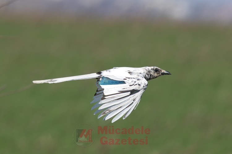 Doğa Şaşırttı Diyarbakır’da Ilk Kez Görüldü! (2)