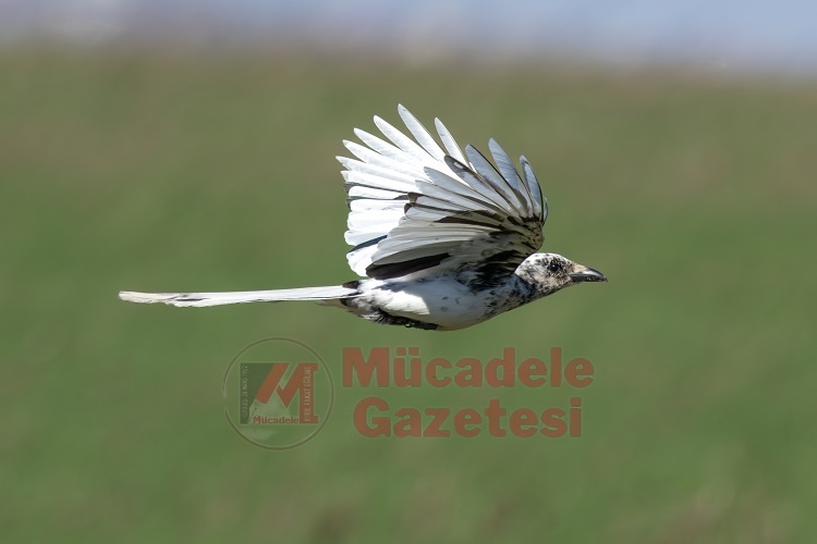 Doğa Şaşırttı Diyarbakır’da Ilk Kez Görüldü! (3)