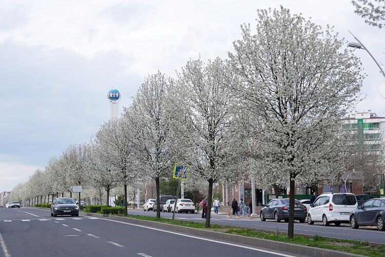 Armut Ağaçları Diyarbakır Cadde
