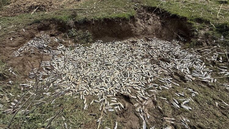 Balık Devegeçidi Köprüsü Diyarbakır