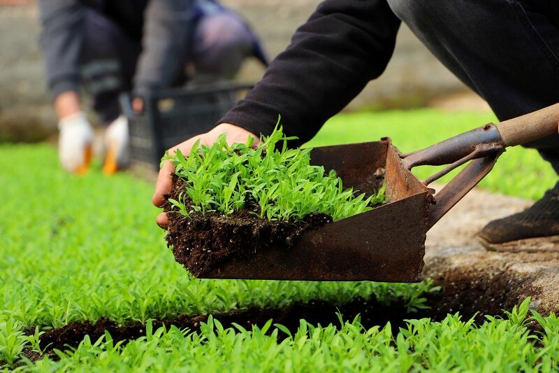 Çiçek Belediye Bitki