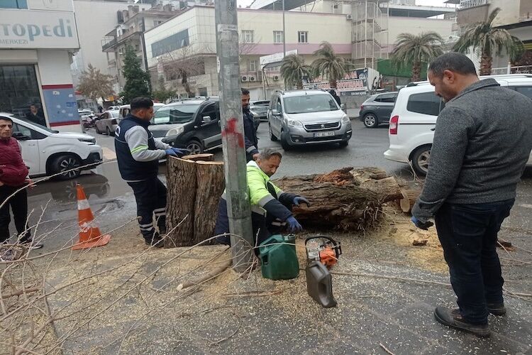 Diyarbakır’da Belediye Asırlık Ağacı Kesti Esnaf Tepki Gösterdi!