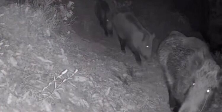 Diyarbakır’da Foto Kapanı Kurdular 4 Çeşit Yaban Hayvanı Gördüler! (1)