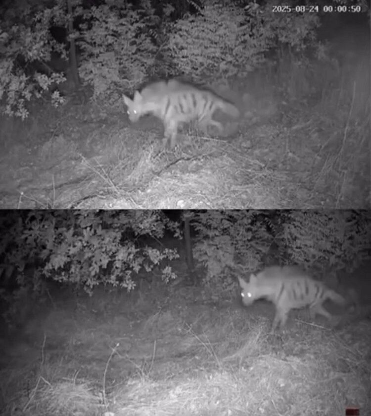 Diyarbakır’da Foto Kapanı Kurdular 4 Çeşit Yaban Hayvanı Gördüler! (2)