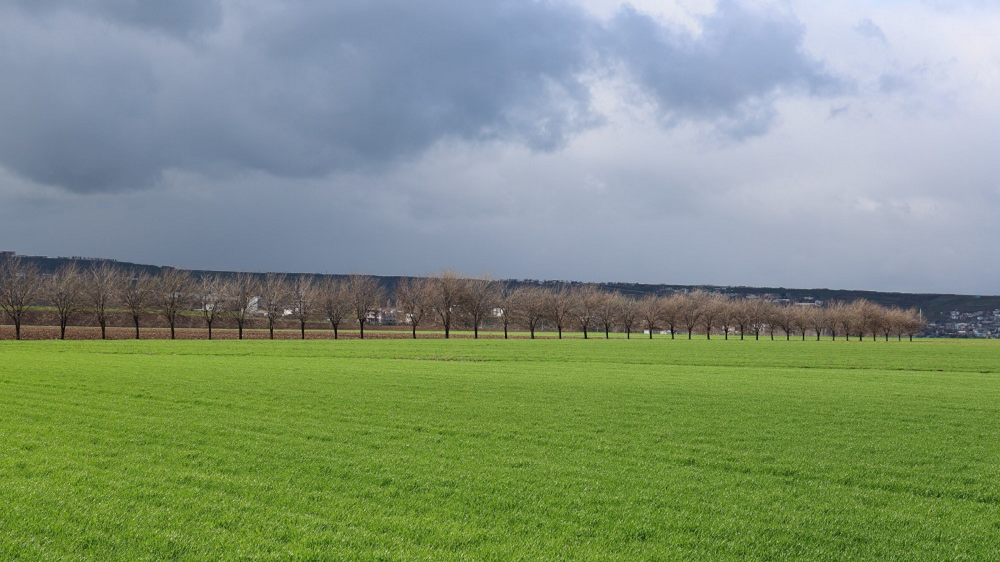 Diyarbakır'da Su Yılı Mucizesi Barajlar Doldu, Meralar Yeşerdi! (1)