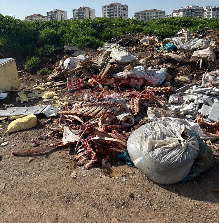 Diyarbakır’da Kan Donduran Görüntü Kaçak At Mı Kesiliyor (1)