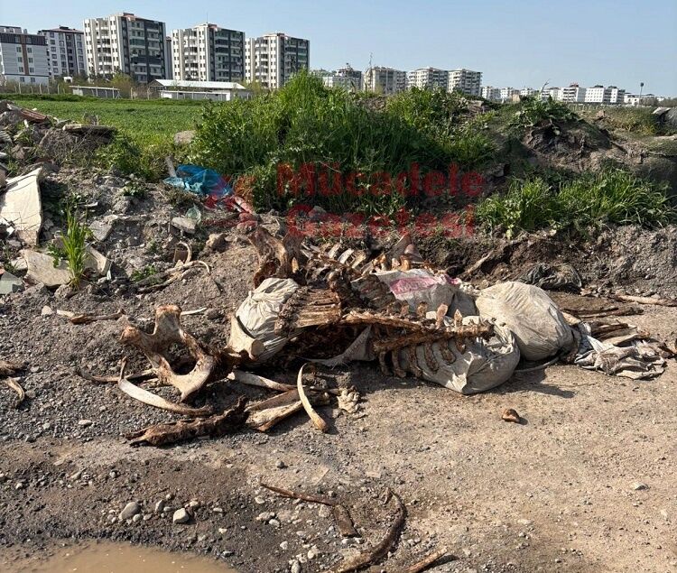 Diyarbakır’da Kan Donduran Görüntü Kaçak At Mı Kesiliyor (2)