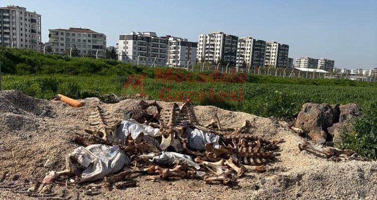 Diyarbakır’da Kan Donduran Görüntü Kaçak At Mı Kesiliyor (3)