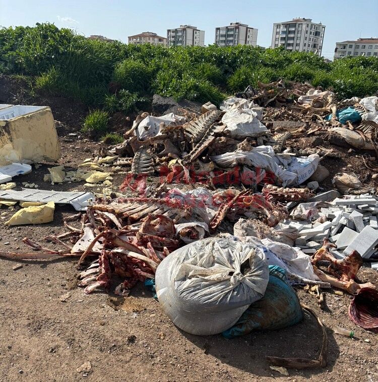 Diyarbakır’da Kan Donduran Görüntü Kaçak At Mı Kesiliyor (4)