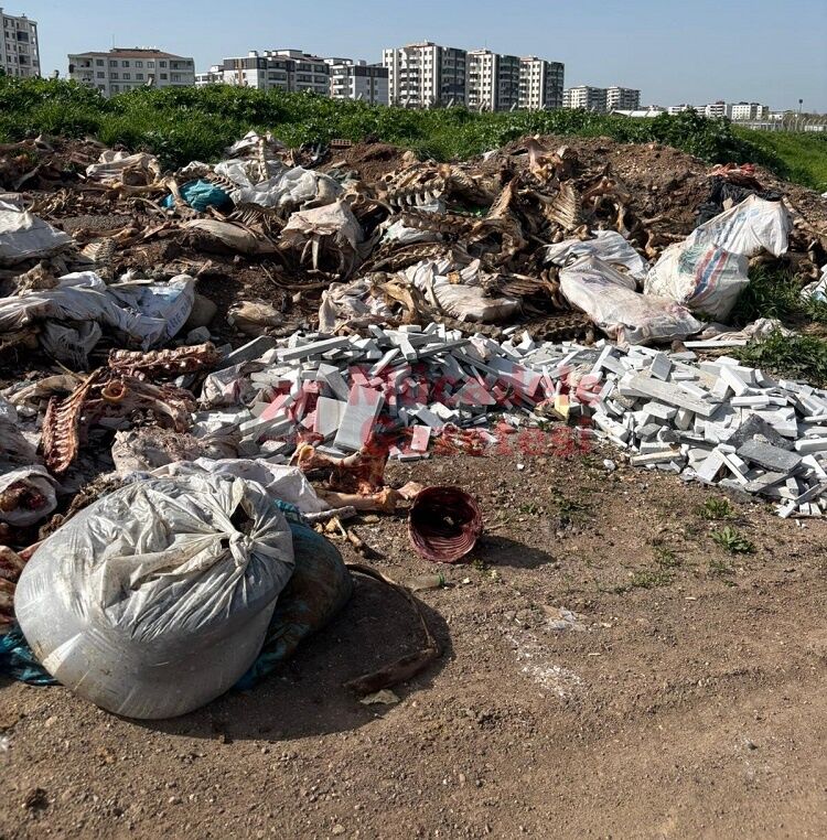 Diyarbakır’da Kan Donduran Görüntü Kaçak At Mı Kesiliyor (5)