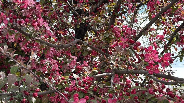Diyarbakır’da Sesbanya Zamanı Kırmızıya Büründü! (1)
