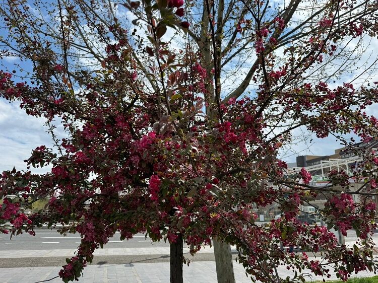 Diyarbakır’da Sesbanya Zamanı Kırmızıya Büründü! (2)