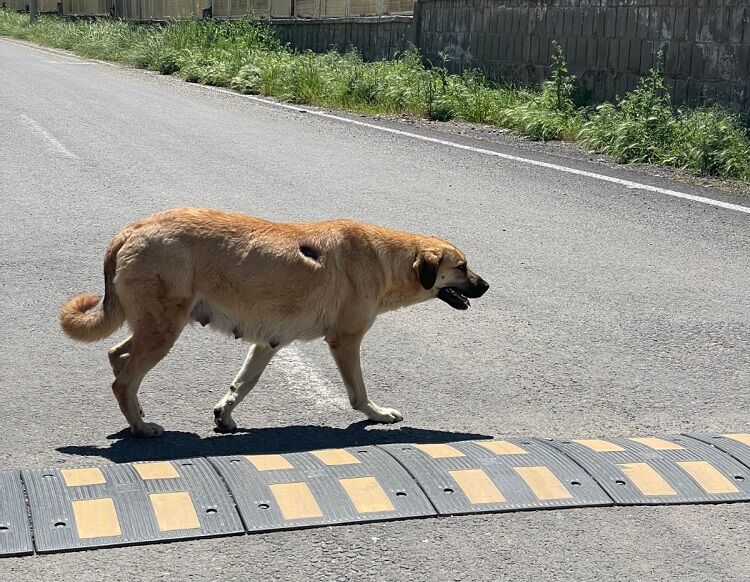 Diyarbakır’da Kuduz Alarmı Pozitif Çıktı, Mahalleli Tedirgin!