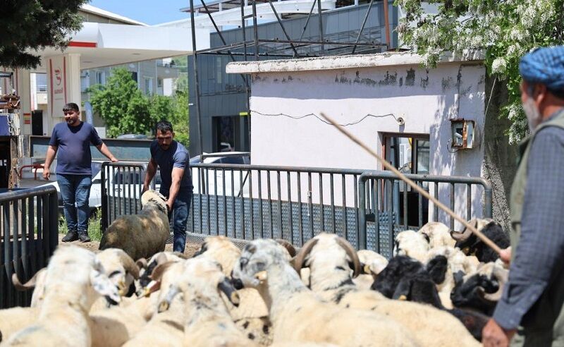 Kurban Sevkiyat Diyarbakır'dan Batı’ya Rekor Kurbanlık Sevkiyatı Fiyatlar Yüzde 50 Arttı