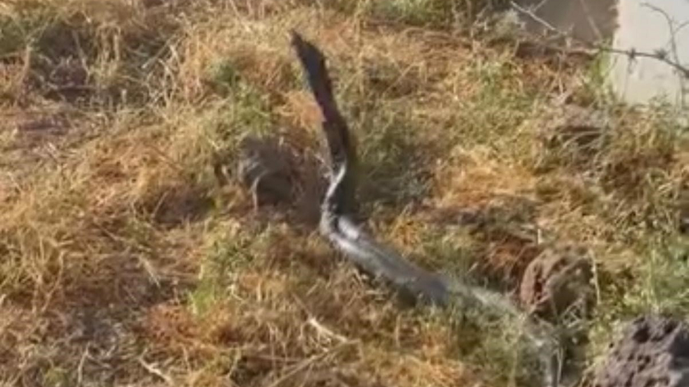 Diyarbakır’da Kavurucu Sıcakların Ardından Gelen Tehlike Ortaya Çıktılar!
