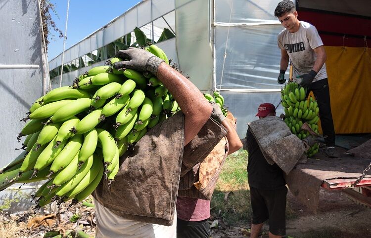 Yerlisi Ithalden Yüzde 50 Daha Ucuz Diyarbakır’a Da Geliyor! (3) Muz
