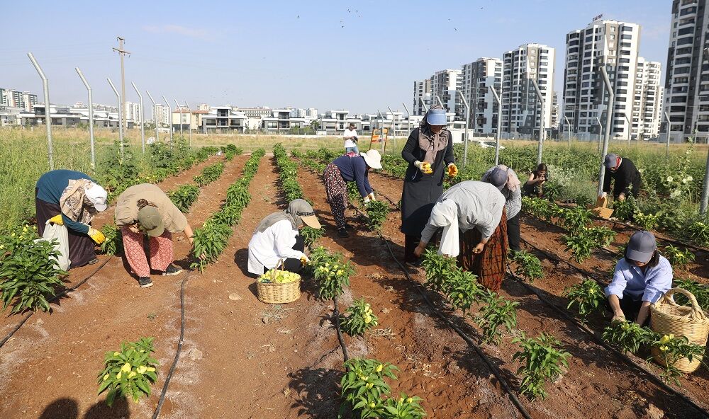 Bostan Topraktan Ekonomiye Diyarbakır’da Kadınların Bostan Mesaisi