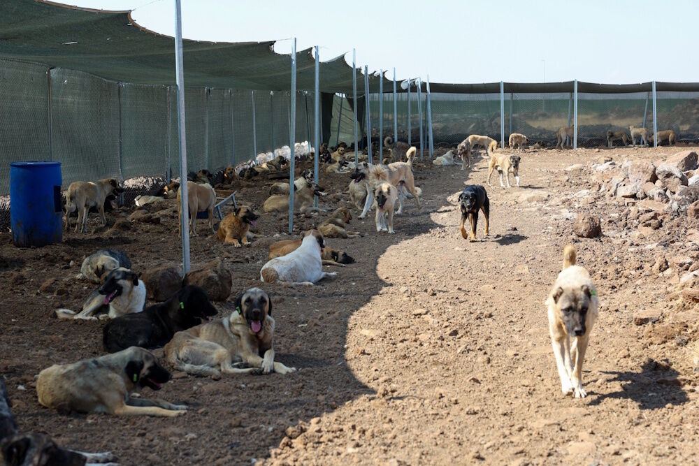Diyarbakır Büyükşehir Sokak Hayvanları Köpek Doğal Yaşam Alanı