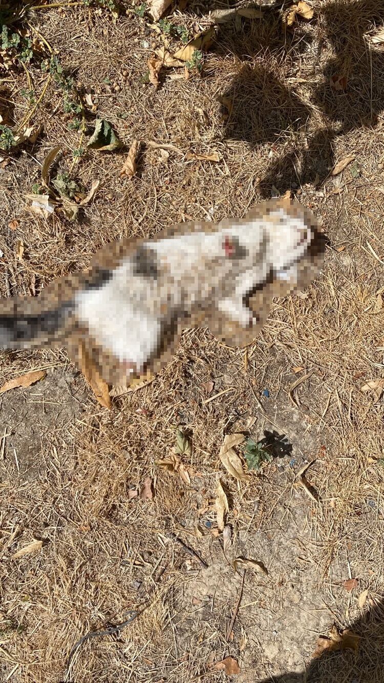 Esnafın Beslediği Kedi, Bacakları Kesilmiş Halde Bulundu! (1)