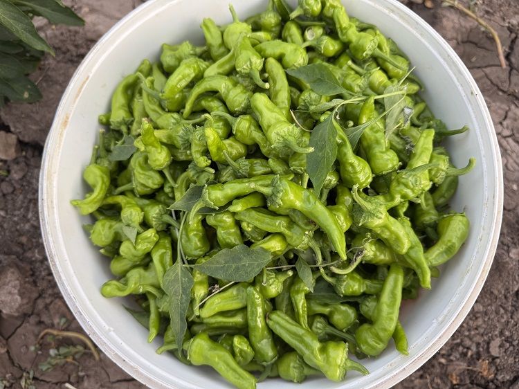 Diyarbakır’ın Tescilli Biberinde Hasat Dönemi Başladı